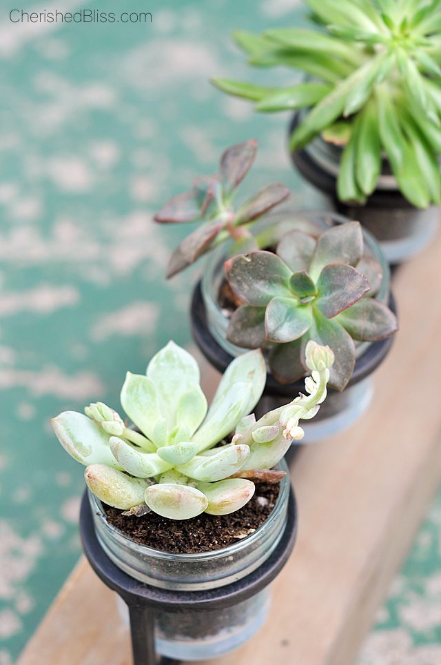 From a candle holder to a succulent planter. This simple tutorial will bring nature inside with minimal care required! 