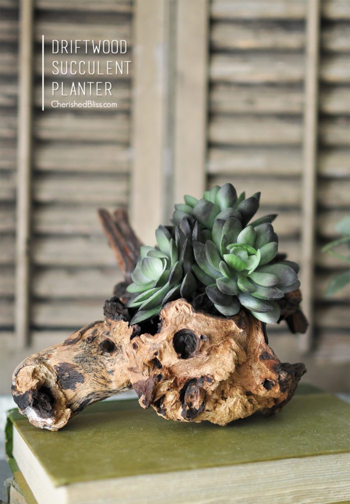 Use a piece of driftwood to create this gorgeous Driftwood Succulent Planter