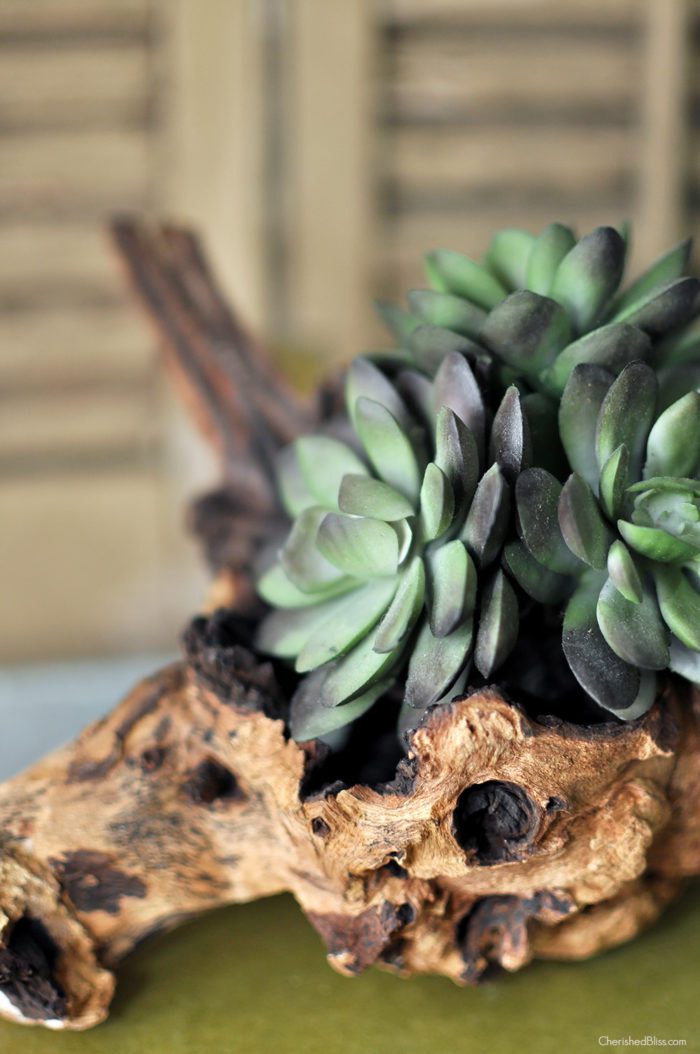 Use a piece of driftwood to create this gorgeous Driftwood Succulent Planter