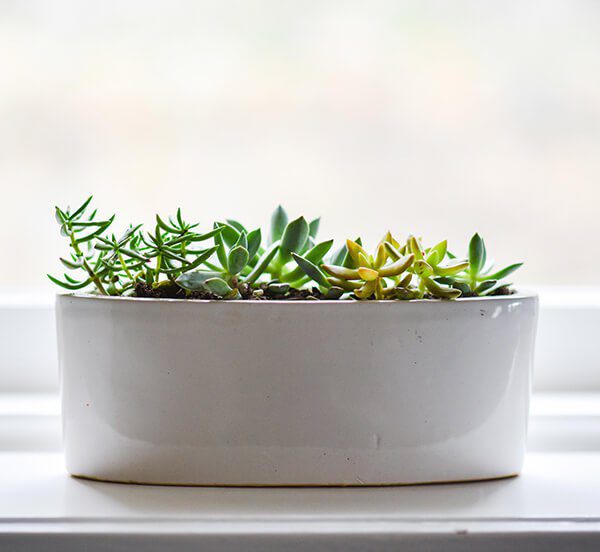 Succulents-in-a-planter-3-super-simple-steps-to-your-awesome-indoor-garden
