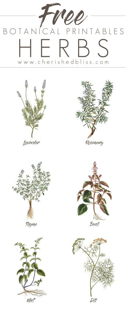 These lovely Free Spring Herb Printables are a simple a cheap way to decorate your home for the Spring! Click to Download all 6!