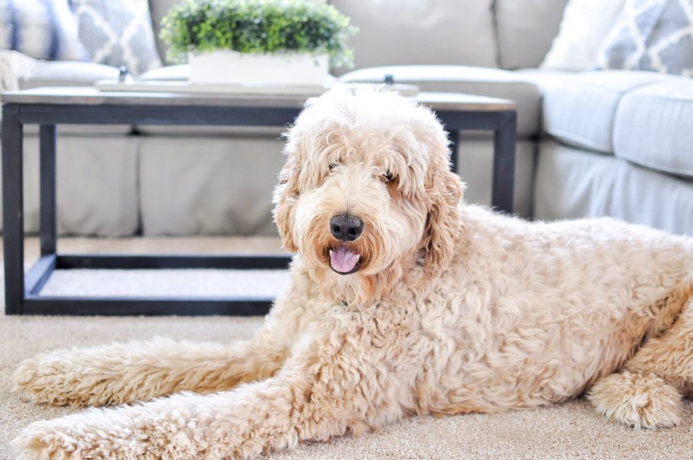 Are you looking for a new pet and family friendly carpet? The Pet Proof Carpet from the Life Proof Line at Home Depot is your answer to the toughest stains! #sponsored