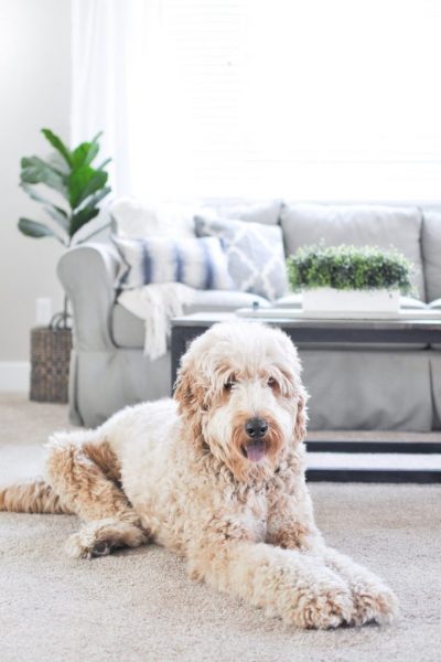 Are you looking for a new pet and family friendly carpet? The Pet Proof Carpet from the Life Proof Line at Home Depot is your answer to the toughest stains! #sponsored