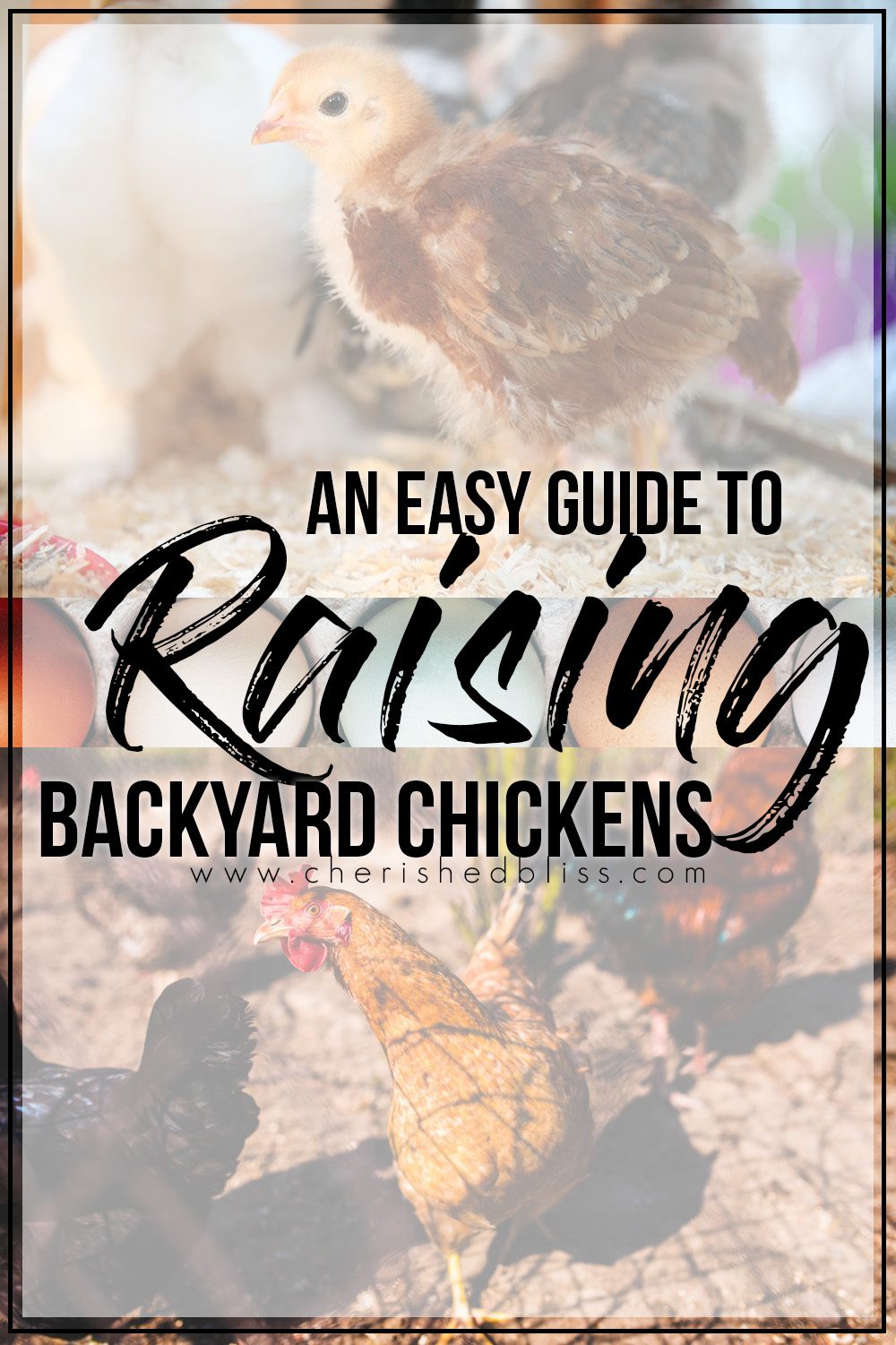 An Easy Guide to Raising Backyard Chickens