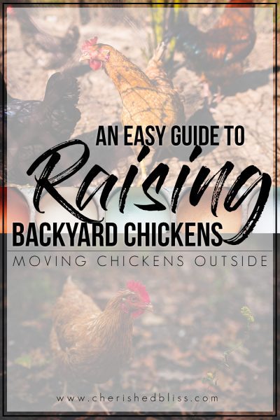 You've finally brought your chickens home and they are getting bigger. It's time to start Moving Chickens Outside! With these easy guide you will be able to make informed decisions on your next steps!