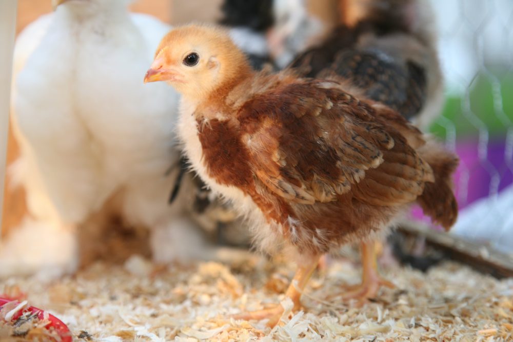 Have you always wanted to raise Backyard Chickens? With this easy guide I will walk you from the preparations through everyday care of your new chickens! 