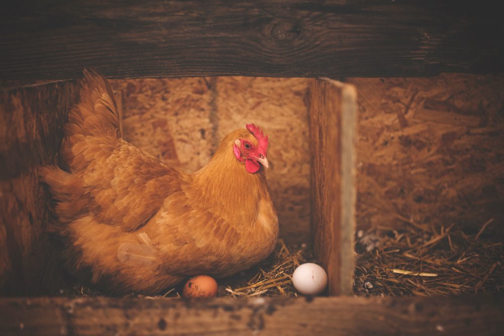 Moving Chickens Outside - You've finally brought your chickens home and they are getting bigger. It's time to start Moving Chickens Outside! With these easy guide you will be able to make informed decisions on your next steps! 