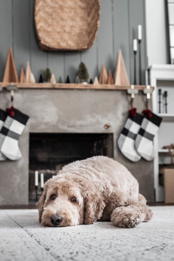 Goldendoodle in front of Christmas Mantel 