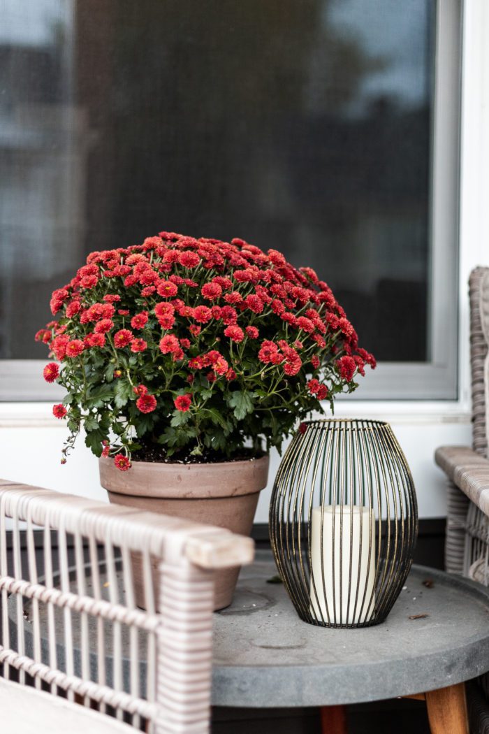 Mums and candle on outdoor side table.